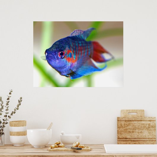 Paradise fish Macropodus opercularis Poster (Küche)