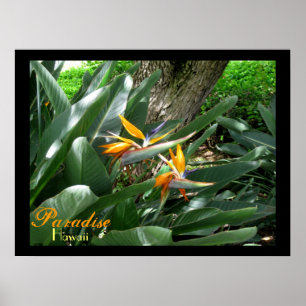 Paradise Hawaii Poster