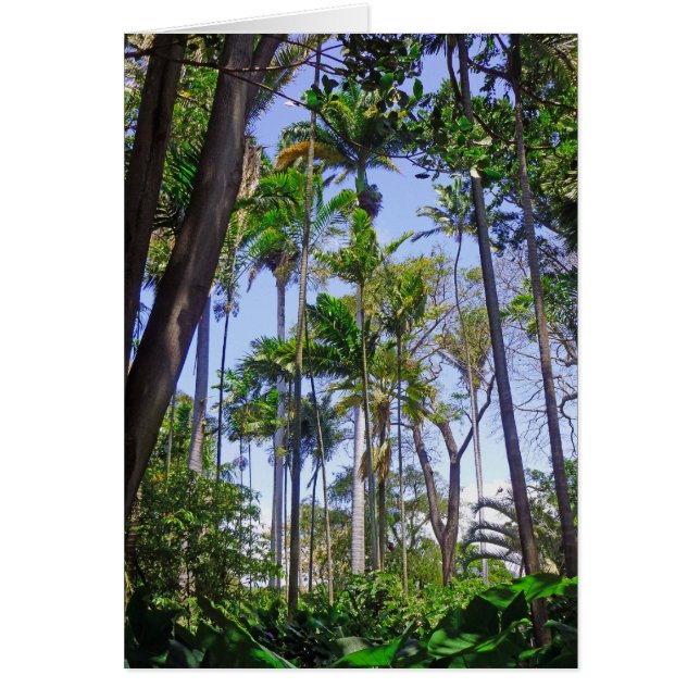 Paradise Palms (Vorne)