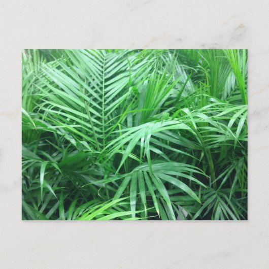 Paradise Palms Postkarte (Vorderseite)