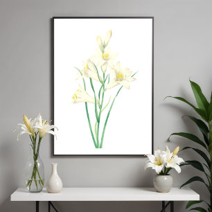 Paradisea Vintage Blume Botanische Illustration Poster