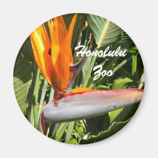 Paradisevogel, Zoo von Honolulu Magnet