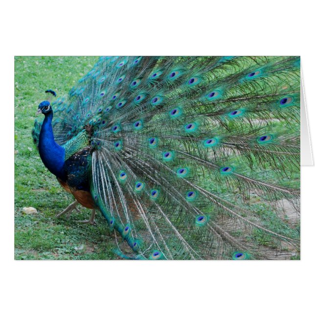 Paradisischer Pfauenvogel (Vorderseite (Horizontal))