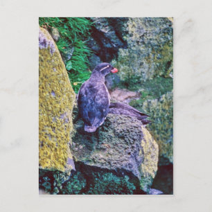 Parakeet Auklet Postkarte