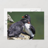 Parakeet Auklets, St. George Island, Pribilofs Postkarte (Vorne/Hinten)