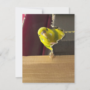 Parakeet Flüchtige Blick Postkarte