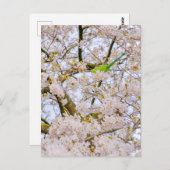 Parakeet im St James's Park London UK Postcard Postkarte (Vorne/Hinten)