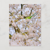 Parakeet im St James's Park London UK Postcard Postkarte (Vorderseite)