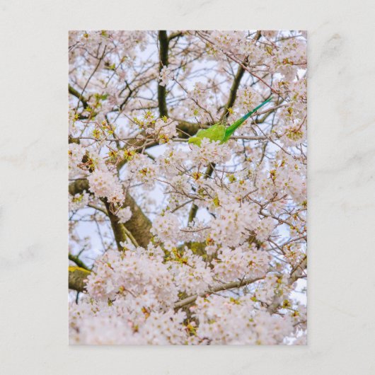Parakeet im St James's Park London UK Postcard Postkarte (Vorderseite)