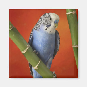 Parakeet Magnet