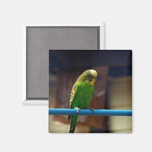 Parakeet Magnet (Vorderseite/Rückseite)