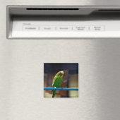 Parakeet Magnet (In Situ (Geschirrspüler))