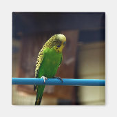 Parakeet Magnet (Vorne)