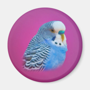 Parakeet-Magnet Magnet