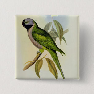 Parakeet: Palaeornis Derbianus, c.1850 Button