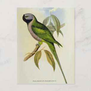 Parakeet: Palaeornis Derbianus, c.1850 Postkarte