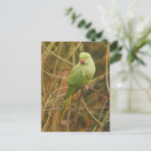 Parakeet Postcard Postkarte (Stehend Vorderseite)