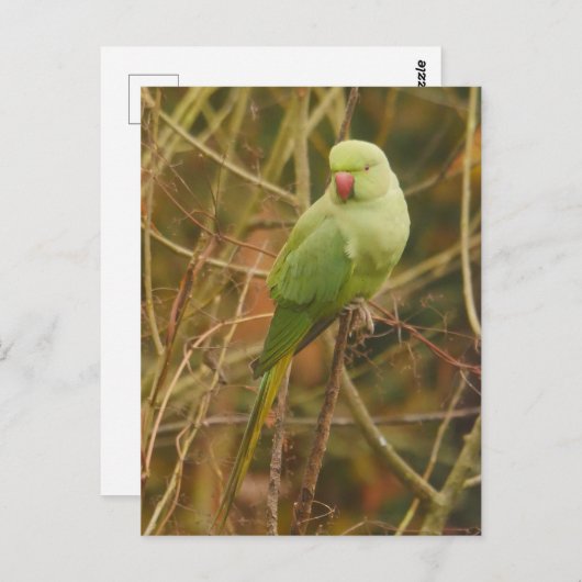 Parakeet Postcard Postkarte (Vorne/Hinten)