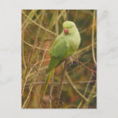 Parakeet Postcard Postkarte (Vorderseite)