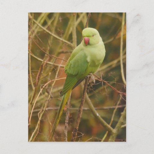 Parakeet Postcard Postkarte (Vorderseite)