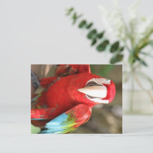 Parakeet Postkarte (Stehend Vorderseite)