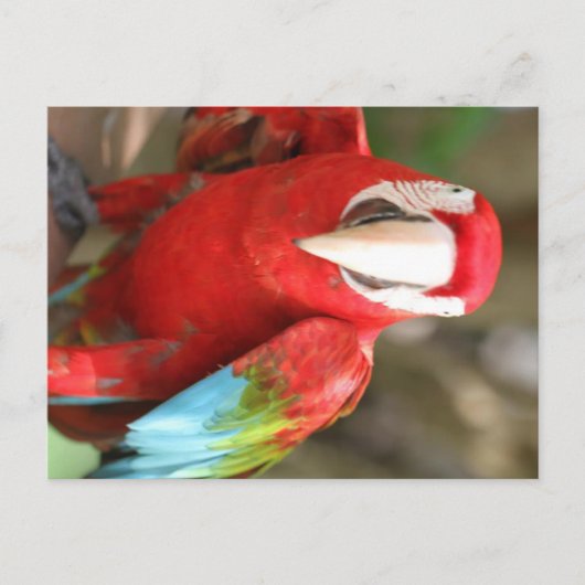 Parakeet Postkarte (Vorderseite)