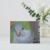 PARAKEET POSTKARTE (Stehend Vorderseite)