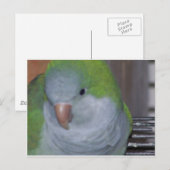 PARAKEET POSTKARTE (Vorne/Hinten)