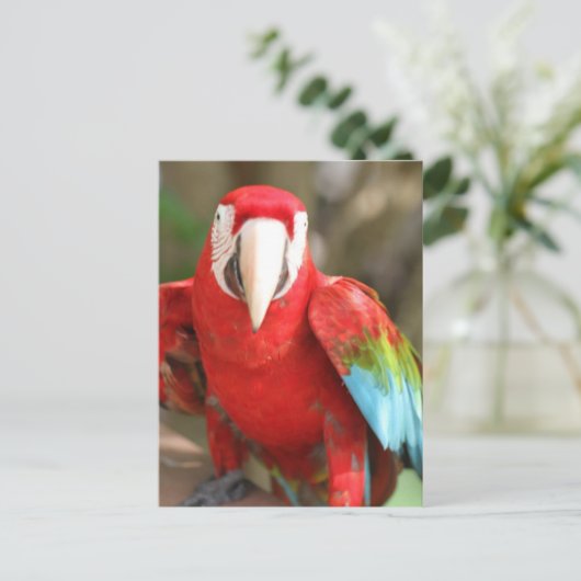 Parakeet Postkarte (Stehend Vorderseite)