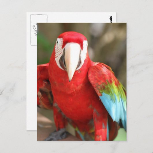 Parakeet Postkarte (Vorne/Hinten)