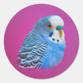 Parakeet Sticker (Vorderseite)