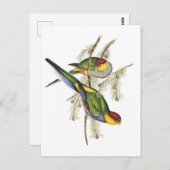 Parakeet - Vintage Vogelkunst Postkarte (Vorne/Hinten)