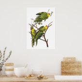 Parakeet von John Audubon - Poster Print (Küche)