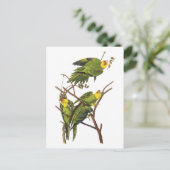 Parakeet - von John Audubon Postkarte (Stehend Vorderseite)