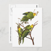 Parakeet - von John Audubon Postkarte (Vorne/Hinten)