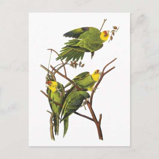 Parakeet - von John Audubon Postkarte (Vorderseite)