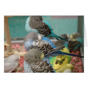 Parakeets