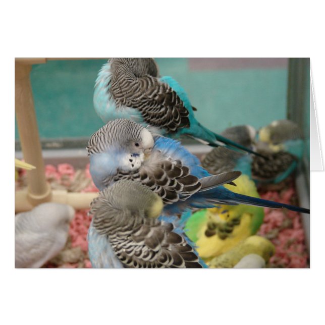 Parakeets (Vorderseite (Horizontal))