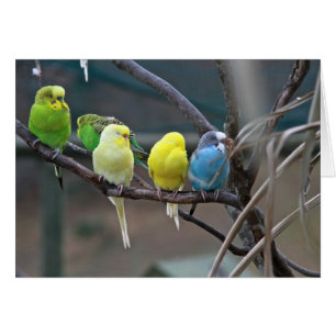 Parakeets Budgies Foto