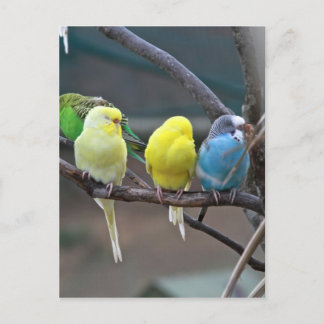 Parakeets Budgies | Foto Postkarte