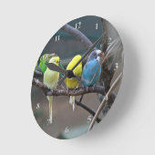 Parakeets Budgies Paprots Birds Bright Bird Lovers Runde Wanduhr (Winkel)