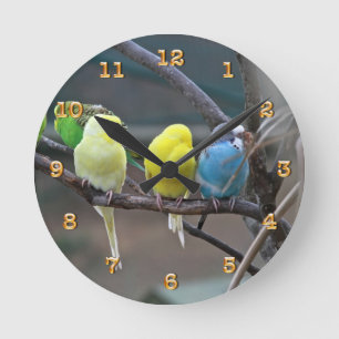 Parakeets Budgies Parrots   Birds Photo Nature Runde Wanduhr