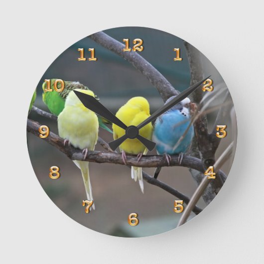 Parakeets Budgies plappert | Vogel-Foto-Natur nach Runde Wanduhr (Vorderseite)