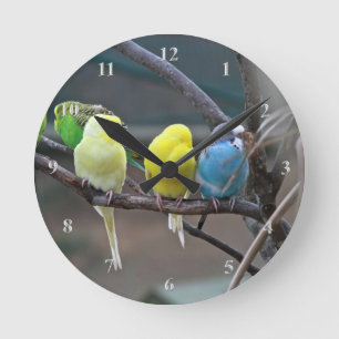 Parakeets Budgies plappert Vogel-helle Runde Wanduhr