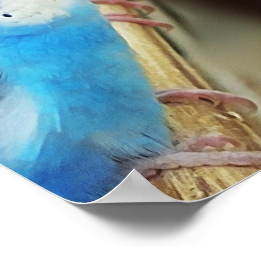 Parakeets Poster (Ecke)
