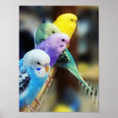 Parakeets Poster (Vorne)