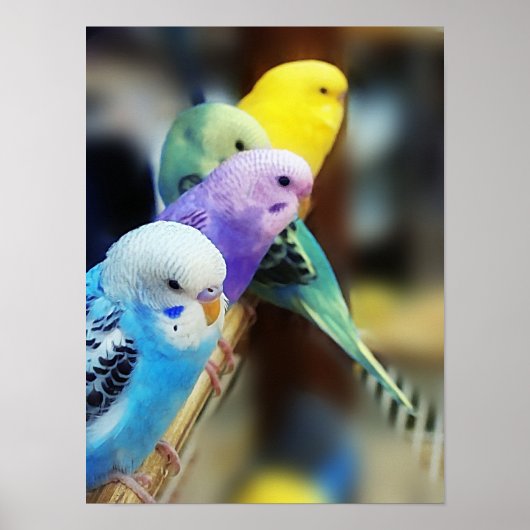 Parakeets Poster (Vorne)