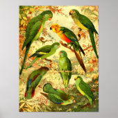 Parakeets Poster (Vorne)