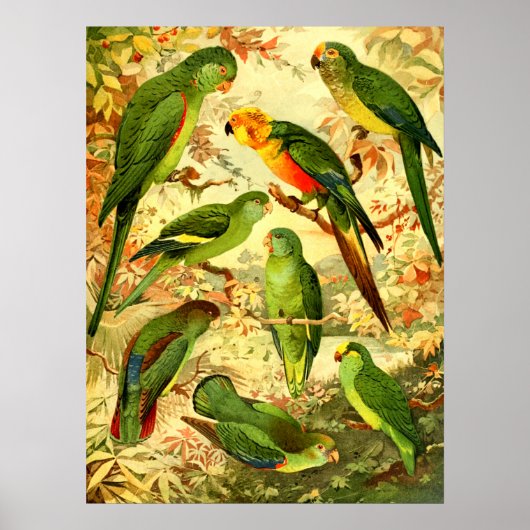 Parakeets Poster (Vorne)