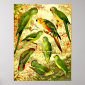 Parakeets Poster (Vorne)